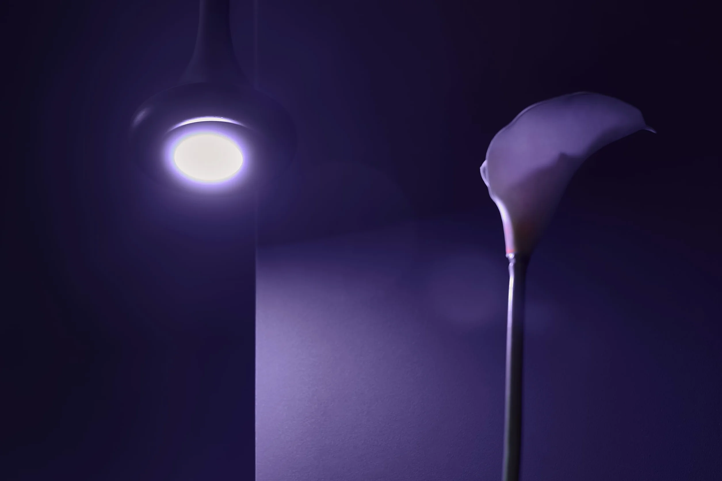 Shelly DUO GU10 Lampadina LED Smart Wi-Fi a Controllo vocale, Compatibile con Alexa e Google Home, Dimmerabile, 800lmn di intensità Luminosa, Attacco GU10, Bianco