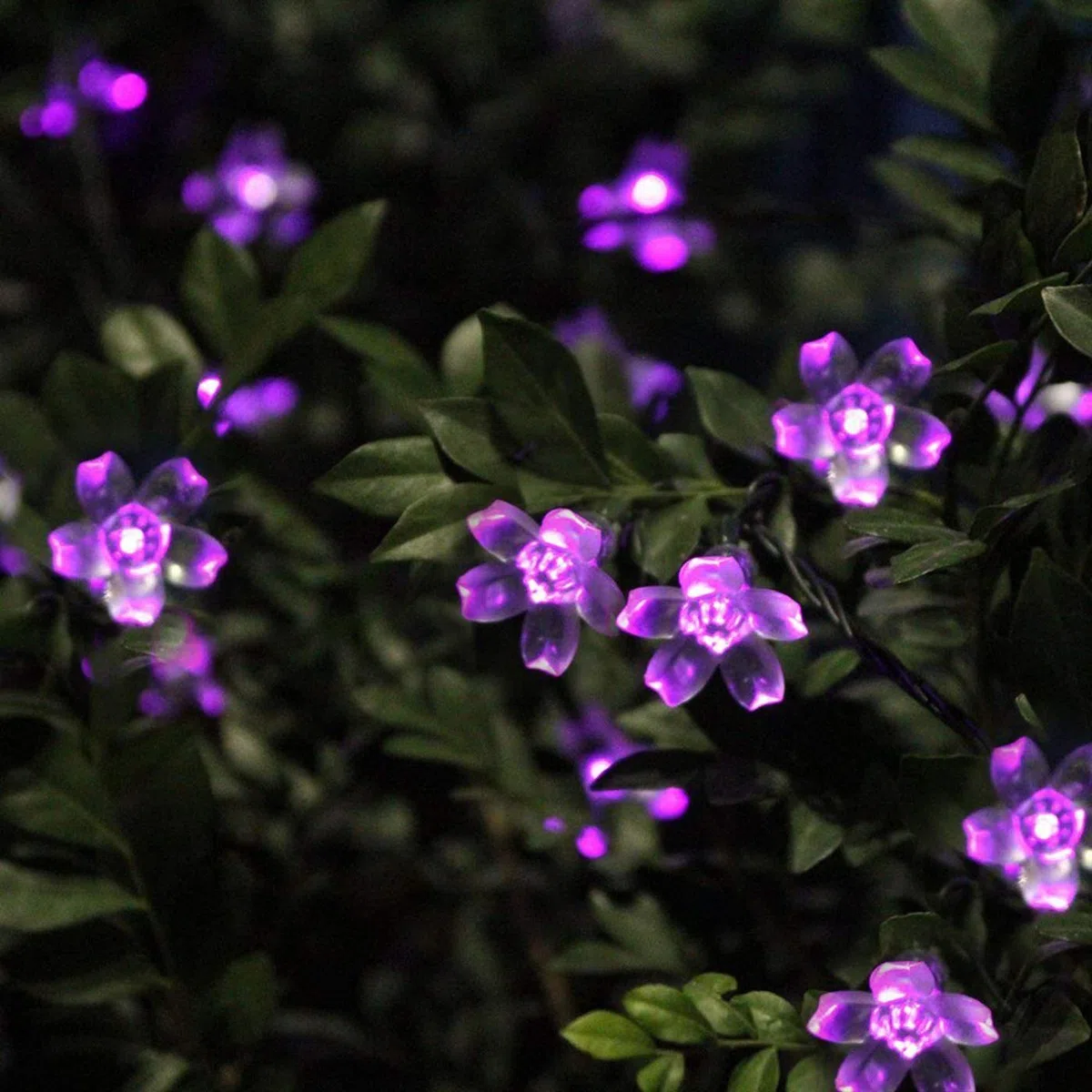 KINGCOO Catena Luminosa Stringa Luci Fiore Solare Esterna,Impermeabile 21ft 50LED Fiore di Pesca Ciliegio Luci di Stringa Solare Fata per Case Giardini Decorazioni Natalizie Feste(Viola)
